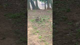 Monkey Family Dynamics You've Never Seen #wildlife #monkeys #shorts