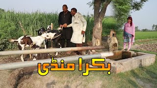 Bakra Mandi | Airport |Helmet Rocket New Punjabi Comedy | Funny Video 2020 | Chal TV