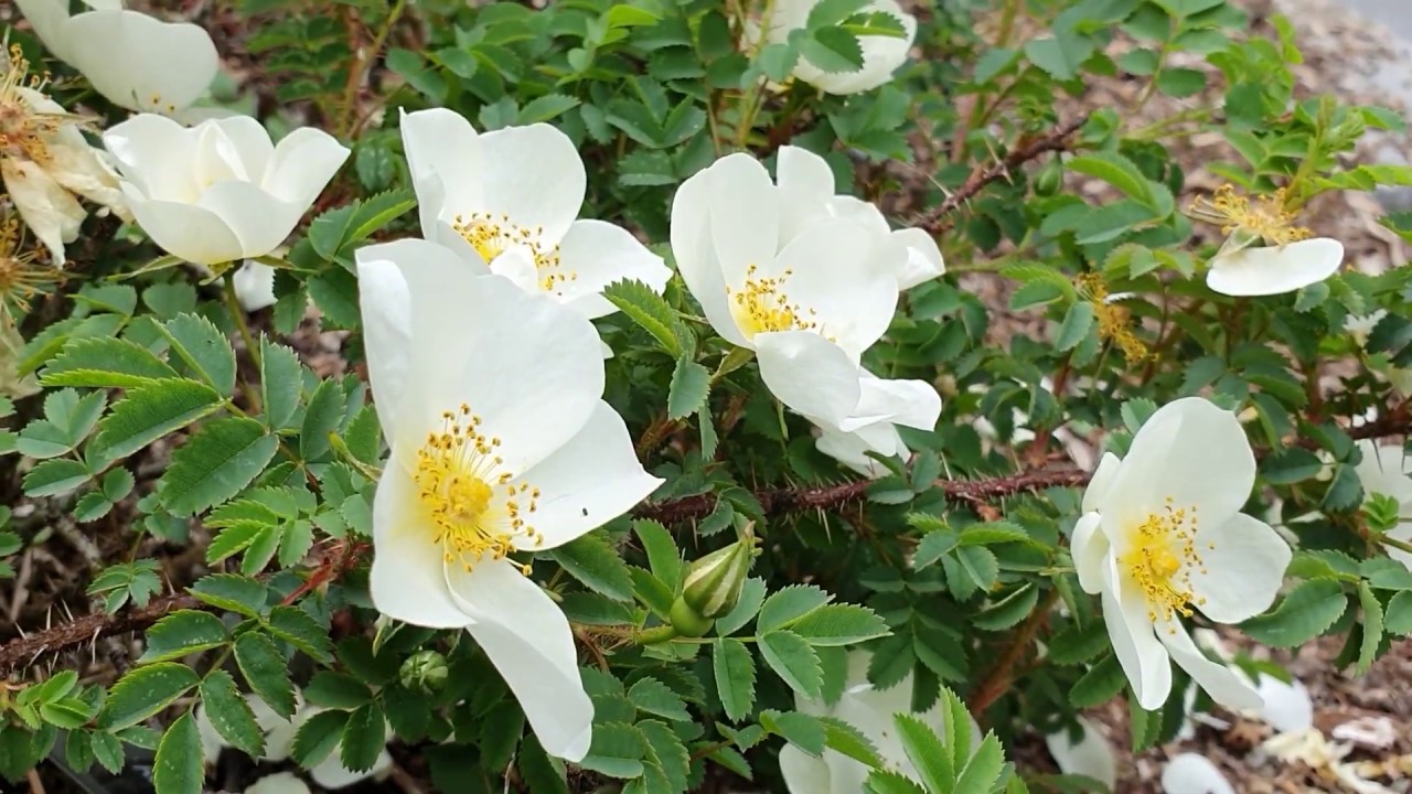 Norske villroser: Rosa spinosissima, R. mollis, og deres hybrider (på Norsk)