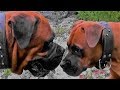 Boxer Rottweiler vs Rottweiler Boxer