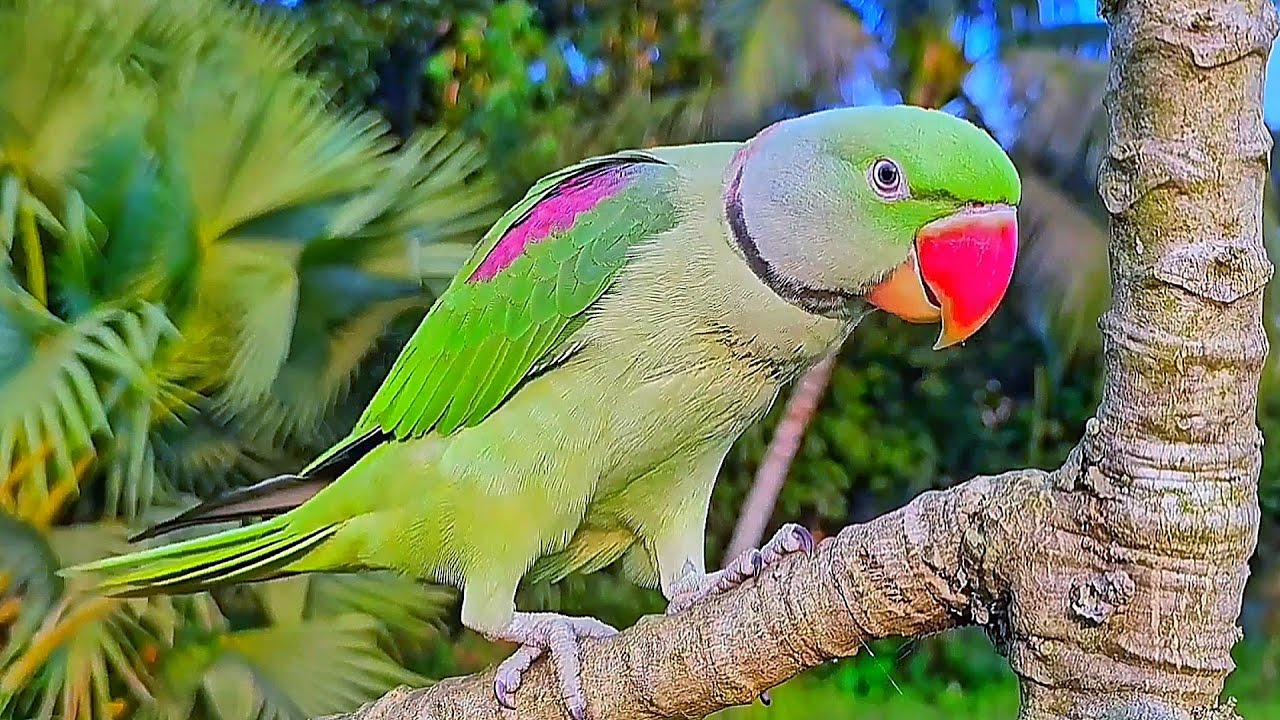 Alexandrine Parrot Natural Sounds  Voices