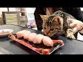 妹が食べてる大トロの匂いに耐えられずすごい目つきで奪いに来てしまった猫w