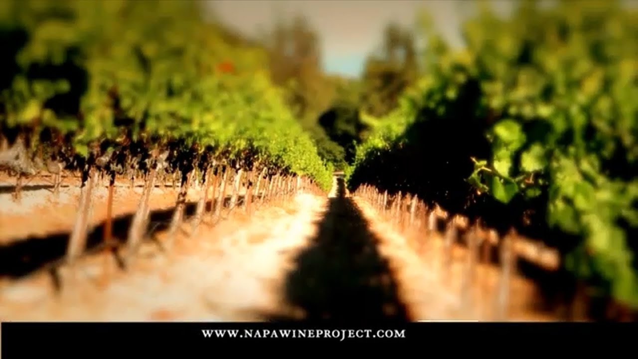 The Napa Wine Project