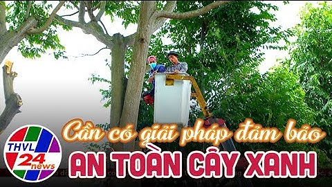 Cần có giải pháp đảm bảo an toàn cây xanh trên địa bàn tỉnh Vĩnh Long