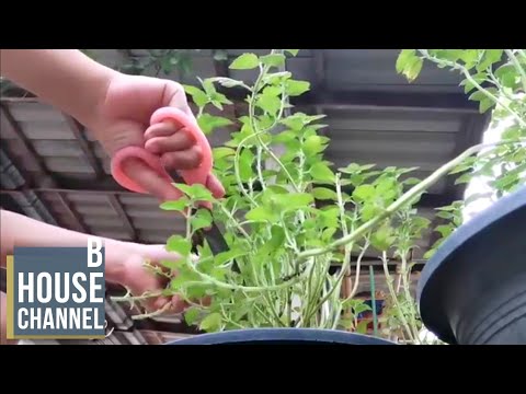 วีดีโอ: 3 วิธีในการปลูกดอกบัว