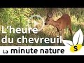 Ep. 22. : L'HEURE DU CHEVREUIL