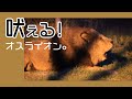 吠える！オスライオン。