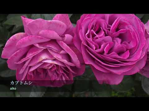 aiko スペシャルメドレー / ピアノBGM /「桜の時 /キラキラ /カブトムシ /ボーイフレンド」