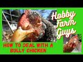How To Deal With A Bully Chicken