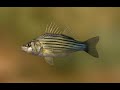 Достижение Мороновые   рыба Лаврак   в игре Трофейная рыбалка 2