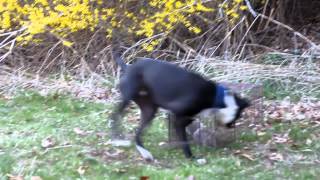 Diesel the Dog and the trapped squirrel