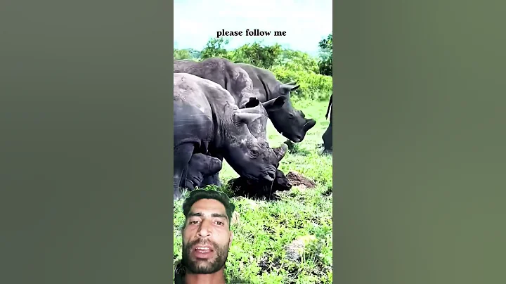 hippo attack lion 😯 #greenscreen #wildlife #lion