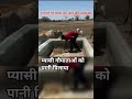 प्यासी गौमाताओं को पानी पिलाया ll #cow #animals #shorts