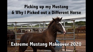 Picking Up My Mustang and why I Picked out a Different Horse | Extreme Mustang Makeover 2020 |  Ep 4