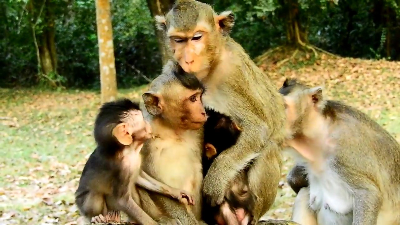foundry Baby Finding Mummy Why Adult catching Baby a Way from mom