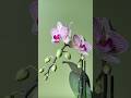 My phalaenopsis orchid reblooms beautifully(1). #indoorgardening #orchid