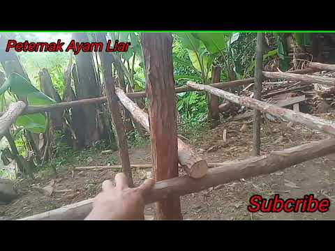 Cara Membuat Kandang Ayam Dari Kayu Bulat