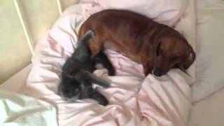 Катя Клэп! Маленький Мазафака ^ ^ Ч 3 Катя Клэп! Маленький Мазафака ^ ^ Ч 3