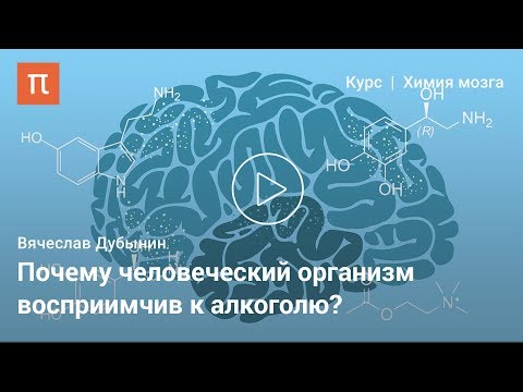 Мозг и алкоголь — курс Вячеслава Дубынина на ПостНауке