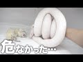 神経障害の蛇にヒヤッとさせられる瞬間