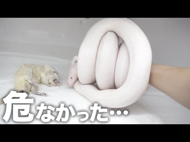 わっくんのへび あの伝説的ロックバンド風メイクの蛇がカッコ可愛い！ 干支・巳年の