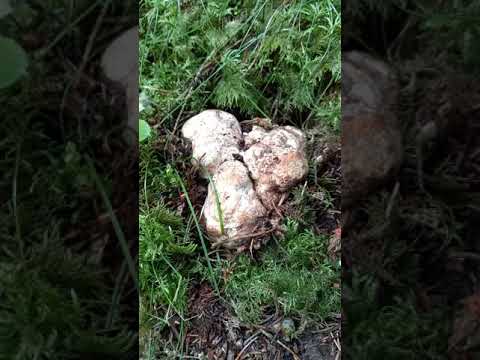 Як знайти гриб трюфель