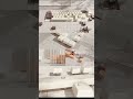 c4d animation project file Download
