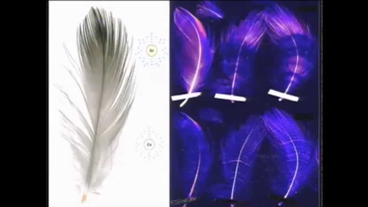 2013 Scientific Forum: study of bird feathers helps understand health of our oceans