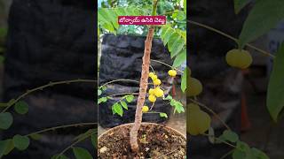 Tiny Treasures: Bonsai Amla Plant in My Urban Oasis #nature #amla #trending #shorts