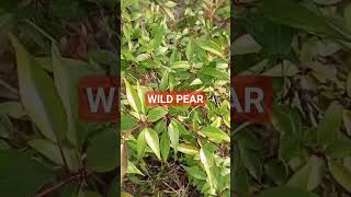 WILD PEAR medicinal herbal natural health essential viral viralvideo viralshortsWILD