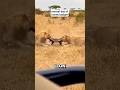 Honey Badger’s Everyday Madness | #shorts #honeybadger