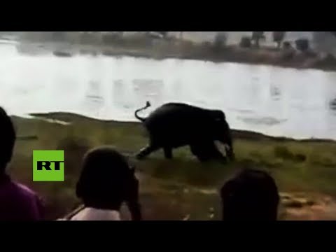 FUERTES IMÁGENES: Elefante enloquecido pisotea hasta la muerte a un granjero indio