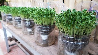 Creative Plastic Bottle Garden Idea Growing Sprouts