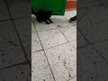 милый котик 😺 #mordovia #saransk #shorts #viral #viralvideo #shortvideo #cat #catlover #russia