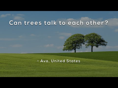⁣Can trees talk to each other?