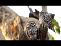 Lifestyle and activities of Spotted Owlet