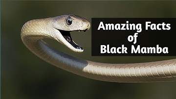 "10 Interesting Facts About the Black Mamba - The Deadly Serpent!"