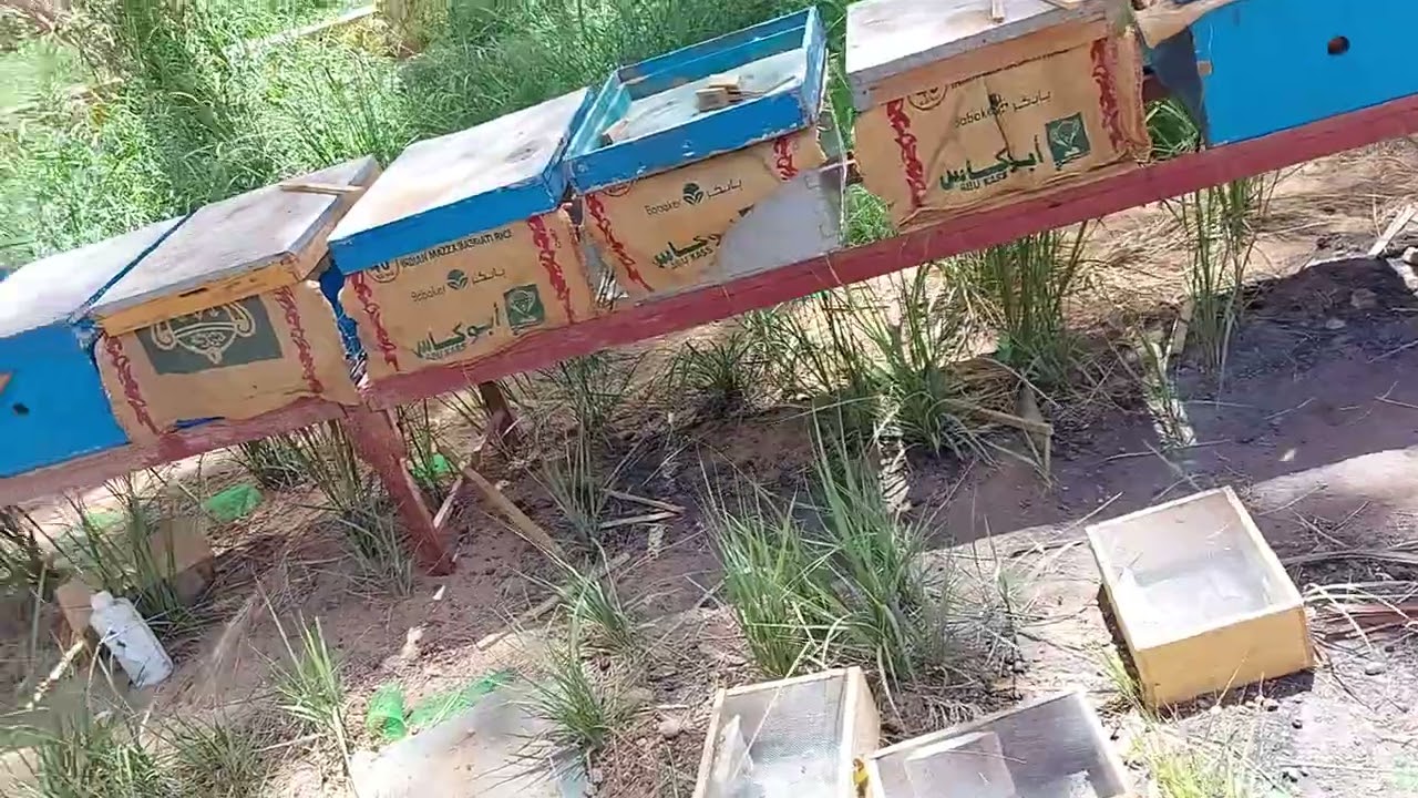 النحله والحقيقه مره