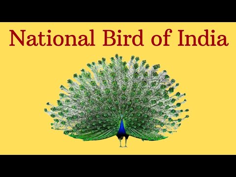 national bird of india essay for class 2