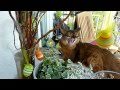 Muffin - The Somali Cat - Wish you Happy Easter の動画、YouTube動画。