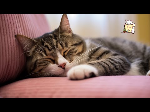 Snowbound - Felina Sleepy Cat
