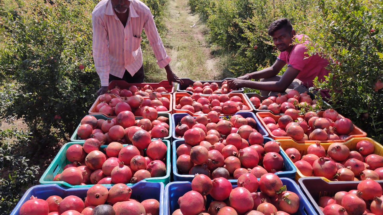 soil charger tech. ( kannad )In 160 days 600 to 780 gm fruit size ‼️20