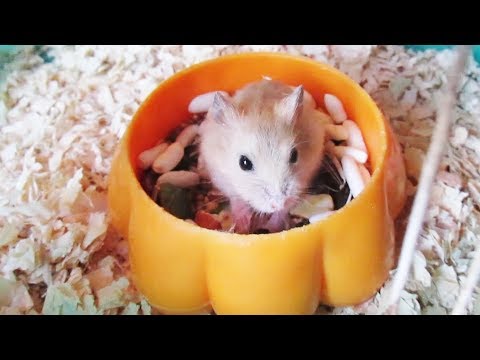 Video: Cách Cho Chuột Hamster ăn