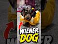 Never Get A Wiener Dog! #pawventure #shorts