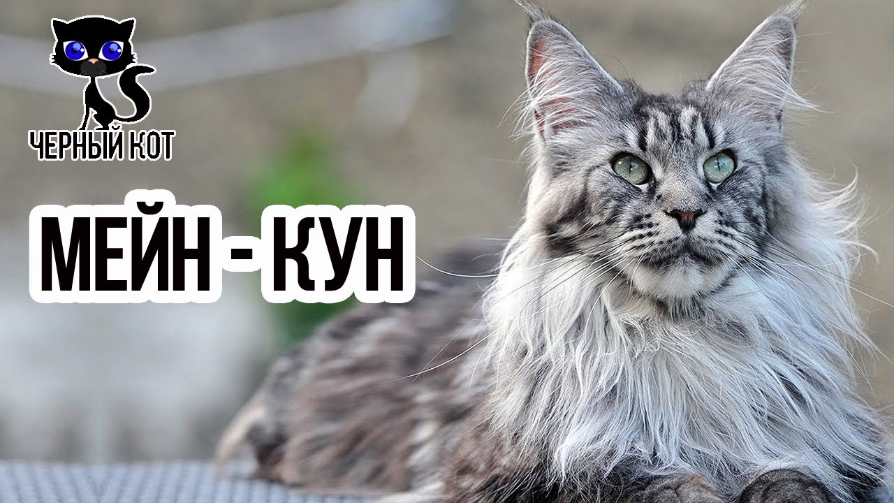 Коты Мейн Кун Фото Размеры