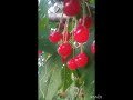 حب ملوك اكلتك الرحمن المراه      اعتني فوائد حب الملوك 