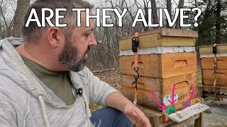 Did my Honeybees Survive?