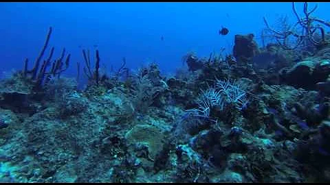 Grand Cayman 2013