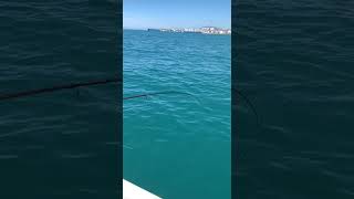 Рыбалка в Сочи. Большой мерланг. #рыбалка #fishing #морскаярыбалка #fish #море #рыба #сочи