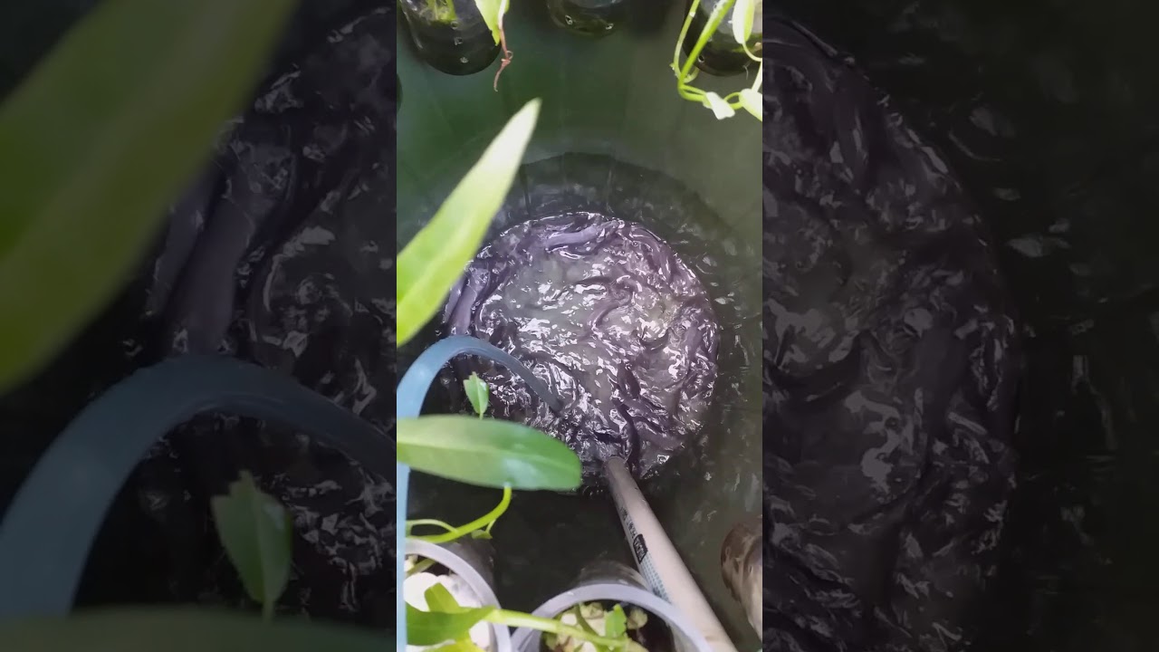 Budidaya Ikan Lele Di Dalam Ember Budikdamber Youtube